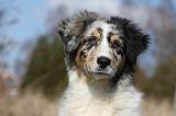 BERGER AUSTRALIEN PUPPIES 413
